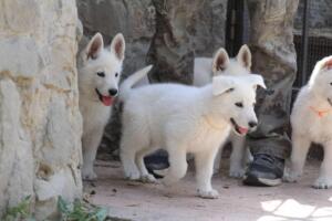 White-Swiss-Shepherd-Puppies-for-Sale-1111