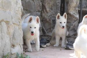 White-Swiss-Shepherd-Puppies-for-Sale-1112