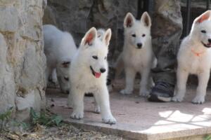 White-Swiss-Shepherd-Puppies-for-Sale-1114
