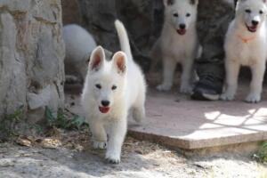 White-Swiss-Shepherd-Puppies-for-Sale-1115