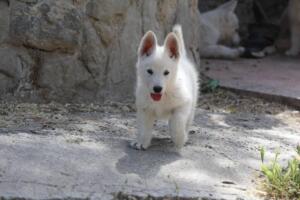 White-Swiss-Shepherd-Puppies-for-Sale-1116
