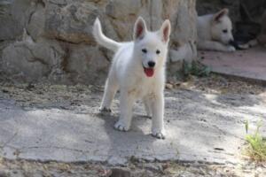 White-Swiss-Shepherd-Puppies-for-Sale-1117