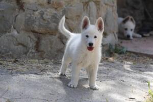 White-Swiss-Shepherd-Puppies-for-Sale-1118