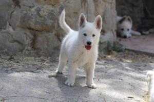 White-Swiss-Shepherd-Puppies-for-Sale-1119