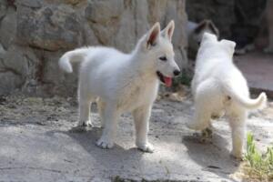 White-Swiss-Shepherd-Puppies-for-Sale-1120