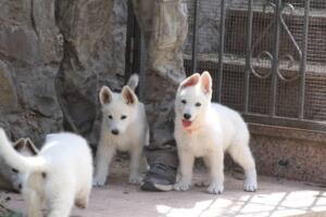 White-Swiss-Shepherd-Puppies-for-Sale-1121
