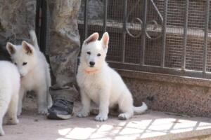 White-Swiss-Shepherd-Puppies-for-Sale-1122