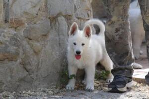 White-Swiss-Shepherd-Puppies-for-Sale-1129