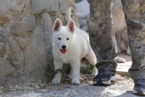 White-Swiss-Shepherd-Puppies-for-Sale-1133