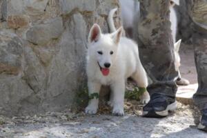 White-Swiss-Shepherd-Puppies-for-Sale-1134