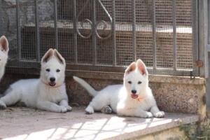 White-Swiss-Shepherd-Puppies-for-Sale-1141