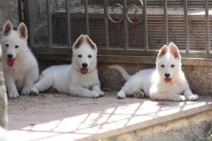 White-Swiss-Shepherd-Puppies-for-Sale-1143