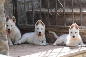 White-Swiss-Shepherd-Puppies-for-Sale-1144