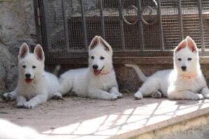 White-Swiss-Shepherd-Puppies-for-Sale-1147