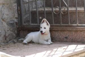 White-Swiss-Shepherd-Puppies-for-Sale-1152