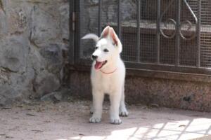 White-Swiss-Shepherd-Puppies-for-Sale-1154
