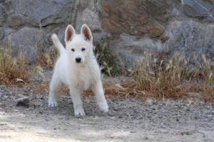 White-Swiss-Shepherd-Puppies-for-Sale-1172