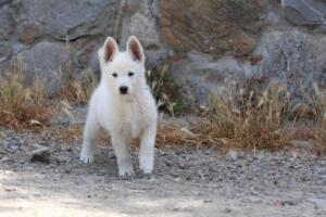 White-Swiss-Shepherd-Puppies-for-Sale-1173