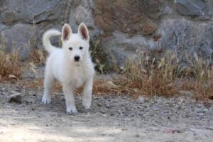 White-Swiss-Shepherd-Puppies-for-Sale-1174