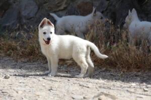 White-Swiss-Shepherd-Puppies-for-Sale-1178