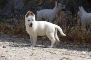 White-Swiss-Shepherd-Puppies-for-Sale-1179
