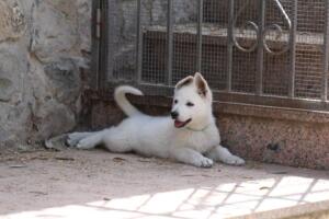White-Swiss-Shepherd-Puppies-for-Sale-1194