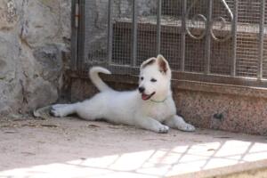 White-Swiss-Shepherd-Puppies-for-Sale-1195