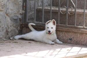 White-Swiss-Shepherd-Puppies-for-Sale-1196