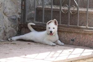 White-Swiss-Shepherd-Puppies-for-Sale-1197
