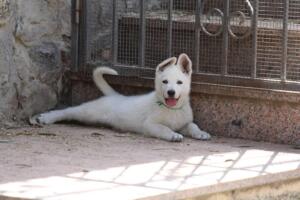 White-Swiss-Shepherd-Puppies-for-Sale-1198