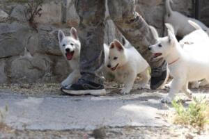 White-Swiss-Shepherd-Puppies-for-Sale-1244