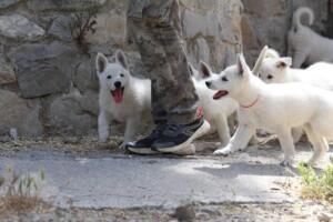 White-Swiss-Shepherd-Puppies-for-Sale-1245