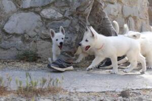White-Swiss-Shepherd-Puppies-for-Sale-1246