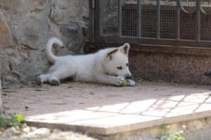 White-Swiss-Shepherd-Puppies-for-Sale-1256