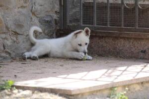 White-Swiss-Shepherd-Puppies-for-Sale-1257