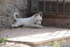 White-Swiss-Shepherd-Puppies-for-Sale-1258