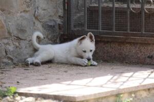 White-Swiss-Shepherd-Puppies-for-Sale-1260