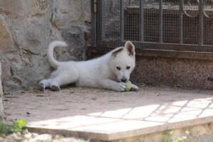 White-Swiss-Shepherd-Puppies-for-Sale-1261