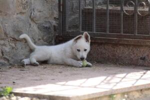 White-Swiss-Shepherd-Puppies-for-Sale-1262