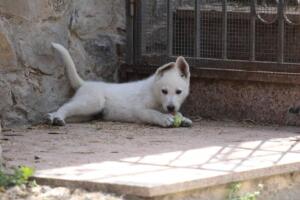 White-Swiss-Shepherd-Puppies-for-Sale-1263