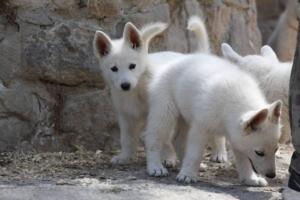 White-Swiss-Shepherd-Puppies-for-Sale-1280