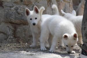 White-Swiss-Shepherd-Puppies-for-Sale-1281