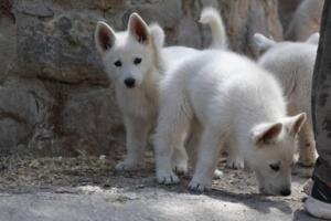 White-Swiss-Shepherd-Puppies-for-Sale-1283