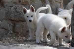 White-Swiss-Shepherd-Puppies-for-Sale-1284