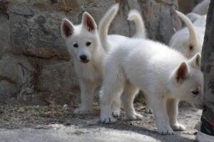 White-Swiss-Shepherd-Puppies-for-Sale-1285