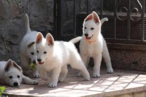 White-Swiss-Shepherd-Puppies-for-Sale-1294