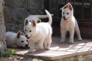 White-Swiss-Shepherd-Puppies-for-Sale-1295