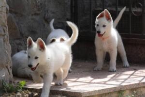 White-Swiss-Shepherd-Puppies-for-Sale-1296