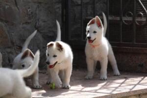 White-Swiss-Shepherd-Puppies-for-Sale-1298