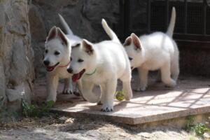 White-Swiss-Shepherd-Puppies-for-Sale-1299